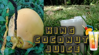 Srilanka style king coconut juice/ සීතලට බොන්න තැබිලි juice/village kitchen