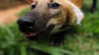 Rescued Maned Wolf saying hi (Chrysocyon brachyurus)