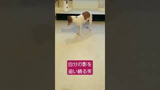 影を追い続けるジャックラッセルテリア #愛犬 #可愛い #癒し #天然