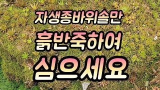 자생종바위솔과 달리 외래종 바위솔 실험삼아 흙반죽하여