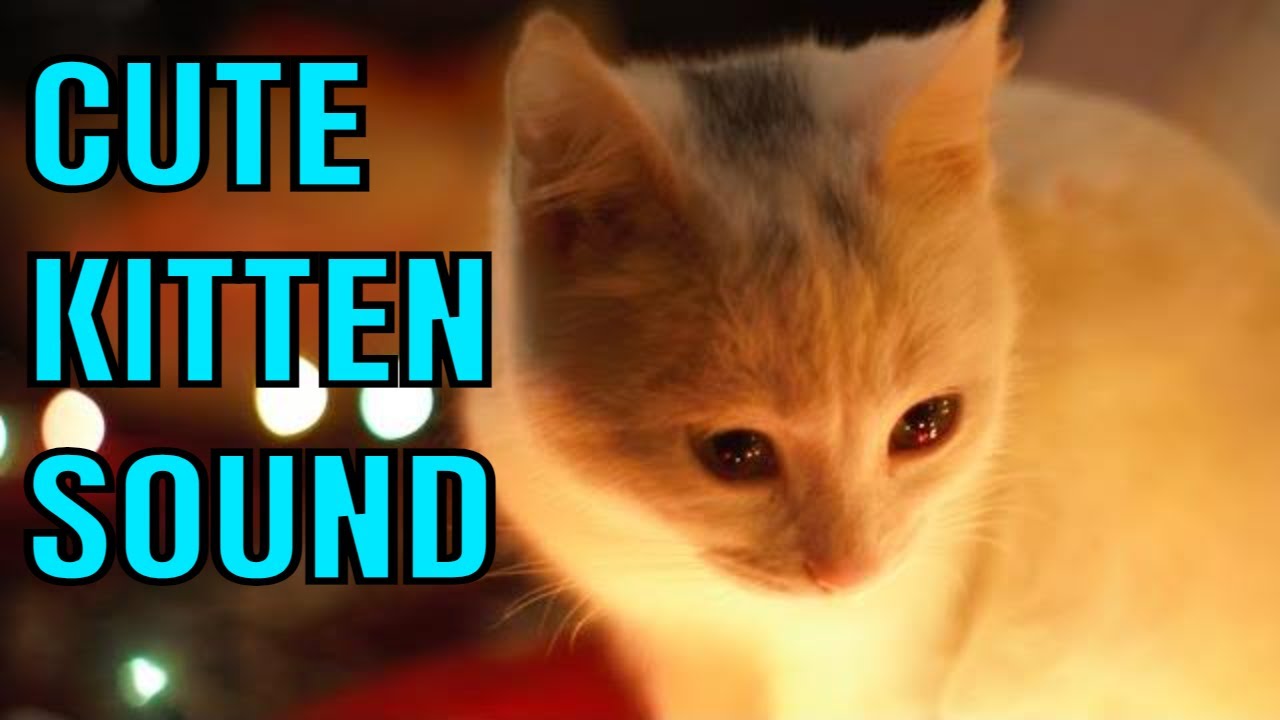 Cat Crying Sound Cute Cat Meowing Youtube