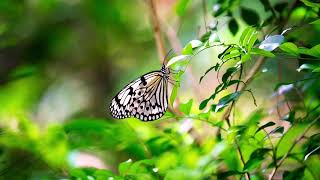 オオゴマダラ　tree nymph butterfly  奄美大島　宮古島　石垣島