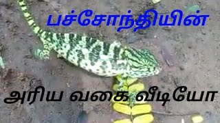 பச்சோந்தியின் அரிய வகை வீடியோ