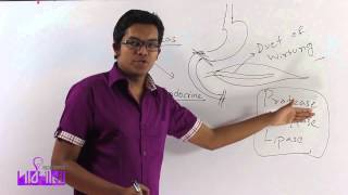 03. Pancreas | অগ্ন্যাশয় | OnnoRokom Pathshala 03. Pancreas | অগ্ন্যাশয় | OnnoRokom Pathshala