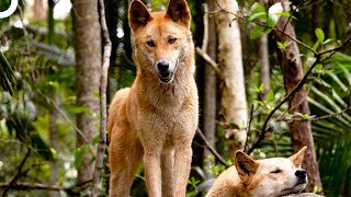 En Tehlikeli Canlılar 1.Bölüm | Dingo Köpekleri | Vahşi Hayvan Belgeseli