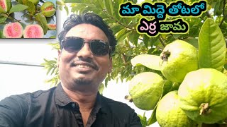 మా మిద్దె తోటలో తైవాన్ రకం జామకాయలు! Taiwan pink Guava plant in my Terrace Garden!