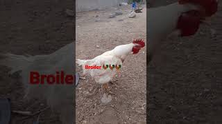 broiler cock mashallah 6/7 month age||Abdullah PigeonS||#shorts #subscribe #viral #pigeon #attitude