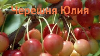 Черешня обыкновенная Юлия (prunus avium juliya) 🌿 Юлия обзор: как сажать, саженцы черешни Юлия