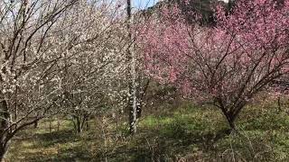 【日曜日】咲いてる梅と咲かない梅の秘密　山口県周南市　フリースクール　通信制高校