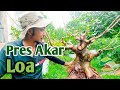 EXSEKUSI PERCABANGAN DAN PERAKARAN DIBAHAN BONSAI LOA DENGAN GAYA INFORMAL