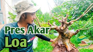 EXSEKUSI PERCABANGAN DAN PERAKARAN DIBAHAN BONSAI LOA DENGAN GAYA INFORMAL