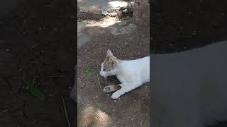 cat | cat catch  mouse new short | मांजर आणि उंदीर |cat and rat | •-\