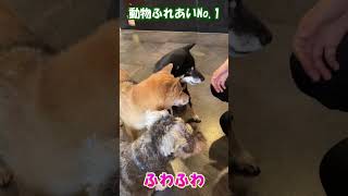 1分間で【ふわふわ】～どんな動物とふれあえる？～