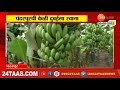 pandharpur banana export पंढरपुरातील केळी थेट दुबईला रवाना किलोला 22 रुपये दर