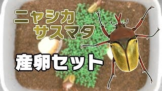 【上品！】ニャシカサスマタカナブンの産卵セット Eudicella nyassica 【Part1：産卵セット編】