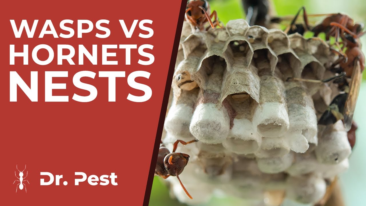 Wasp Hornet Nests A Homeowner S Id Safety Guide Wonderlearning Blog
