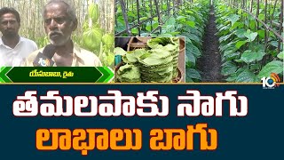 త‌మ‌ల‌పాకు సాగు లాభాలు బాగు | Betel Leaves Cultivation Telugu | Matti Manishi | 10TV News