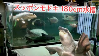 スッポンモドキが加わった180cm水槽へ初めての餌やり！【アクアリウム】大型魚・爬虫類