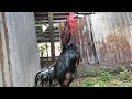 CHAMPION CHICKEN CROWN,! SUPER SPECIAL PAKHOY CHICKEN | ROOSTER SOUND CROWING