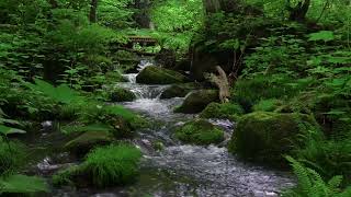 Relaxing Nature Sounds, Clear Green Forest Stream Flows, Birds Chirping