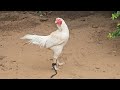 ravindra gari punjulu top quality breed available pandem rooster topquality