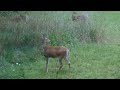 prancing deer family in the field.