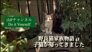 野良猫家族物語　41 子猫が帰ってきました。