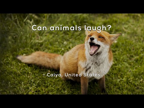 Can any animals laugh?