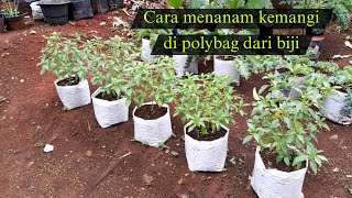 Menanam Kemangi dari Biji di Polybag dari Awal Tanam Sampai Panen