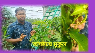 অসময়ে মুকুল ভর্তি আম গাছে কি আদৌ আম হবে// জানতে হলে এই ভিডিওটি দেখুন//Uniquely garden.