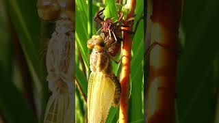 Transition Larva to Dragonfly (Broad bodied chaser) #nature #dragonfly