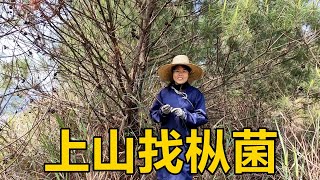 三嫂從山東回到家，就急忙上山找樅菌，還真有大收穫【農人家三嫂】