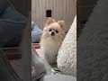 ずっと見つめていた…🐶🌀抱っこして欲しいポメラニアンのキキちゃん🐶🐾