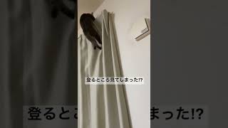 見てしまった⁉︎#shorts