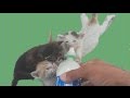 Kittens fighting for milk