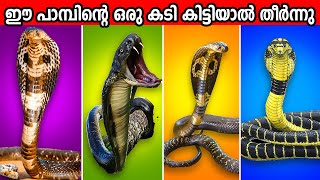 ലോകത്തിലെ ഏറ്റവും വിഷമുള്ള പാമ്പുകൾ | Top 10 dangerous snakes of the world