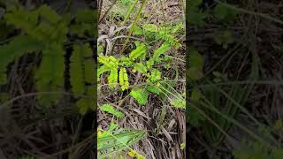 Deadly Plant Alert. Rosary Pea Vine in Honeymoon Island, Florida.