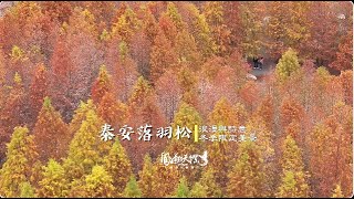 泰安落羽松 ｜ 空中視野