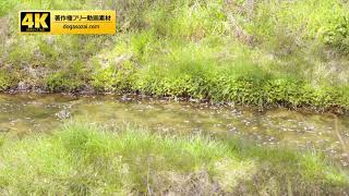 4K動画素材（著作権フリー／商用利用可能）桜22