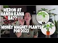 MERON KANA BANG MGA MONEY MAGNET PLANTS OR HALAMANG NAG AATRACT NG PERA PARA SA TAONG 2023