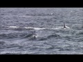 5.16.14 orca killer whale predation u0026 humpback whales monterey 1080p