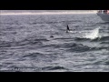 5.16.14 orca killer whale predation u0026 humpback whales monterey 1080p