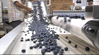 Georgia Reaches #1 Spot Nationally In Blueberry Production