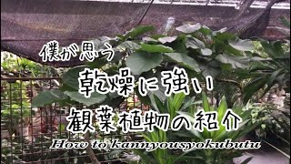 乾燥に強い観葉植物の紹介