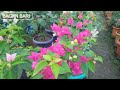 best bougainvillea plants nursery bougainvillea bonsai bougainvillea multicolor grafting muchisa