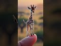 baby giraffe