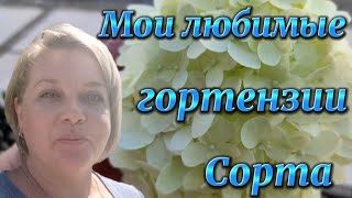 Раннецветущие сорта метельчатых гортензий.