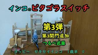 ヨッピー（セキセイインコ）　ピタゴラスイッチ第3弾　3か所の関門クリアー  今回は新たに第3関門（つるべ式扉）を設置