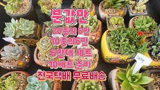 #메니아님들.세트#5.6.대.#분포함20종분갑만#🤣🤣여름특별세일#