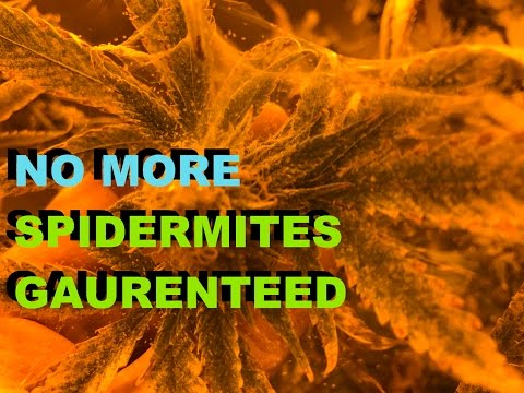 How To Get Rid Of Spider Mites On Your Plants Once And For All How To Get Rid Of Spider Mites On Your Plants Once And For All